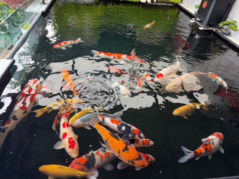 koi fish and pond stuff for salr
