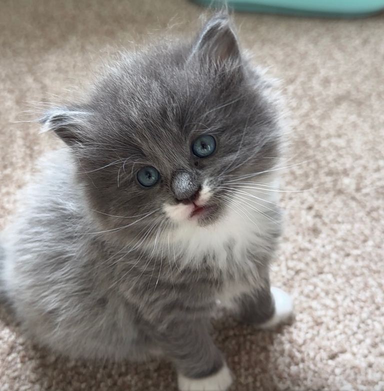 Ragdoll x Mainecoon kittens