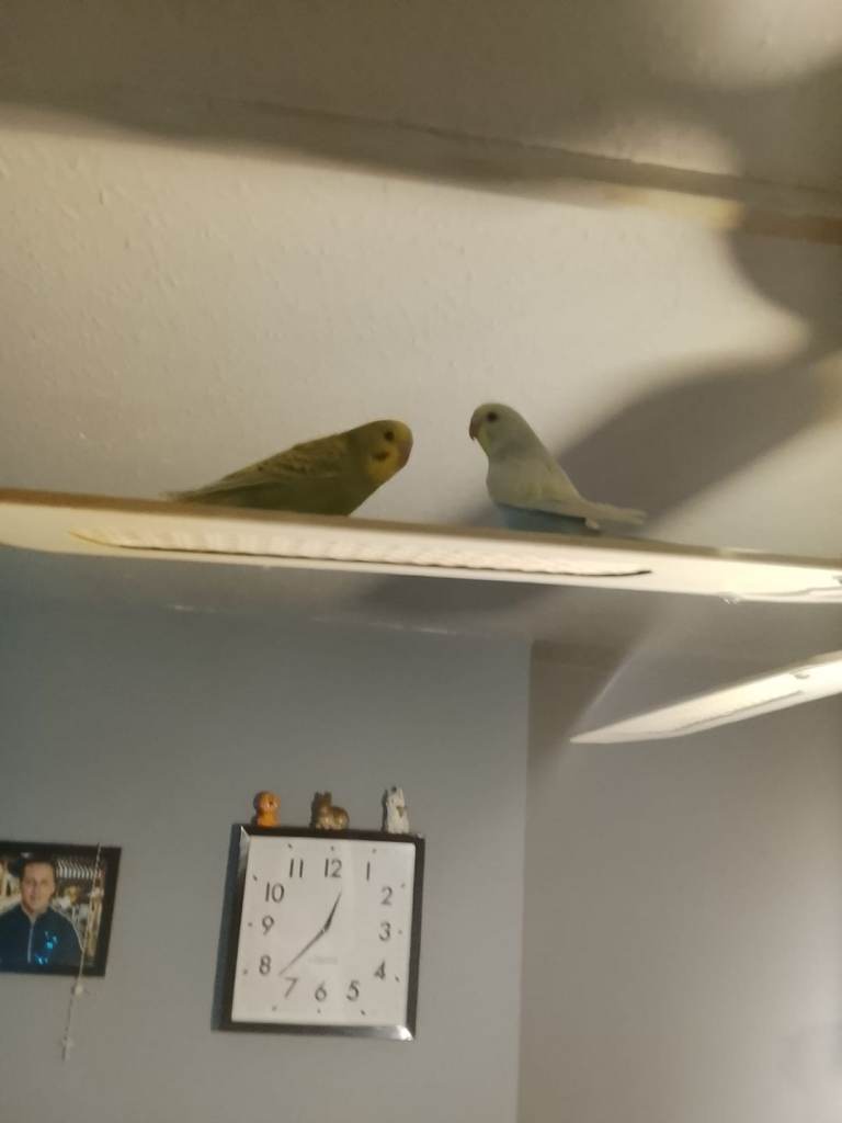 Two young budgies with cage
