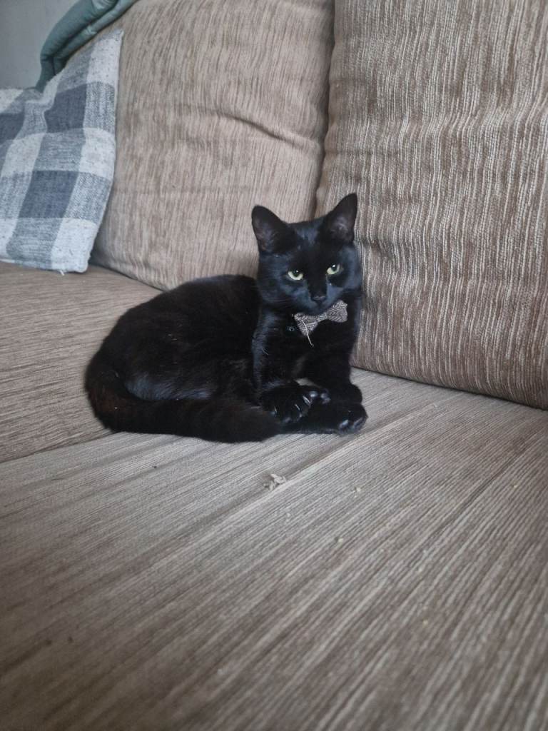 10 month of kitten 