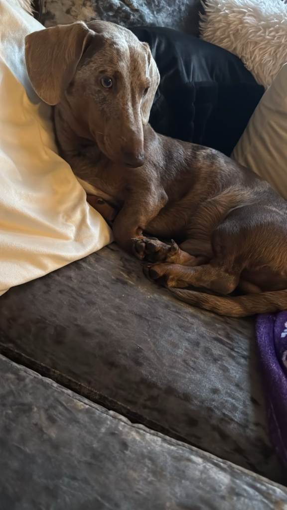 Rolo