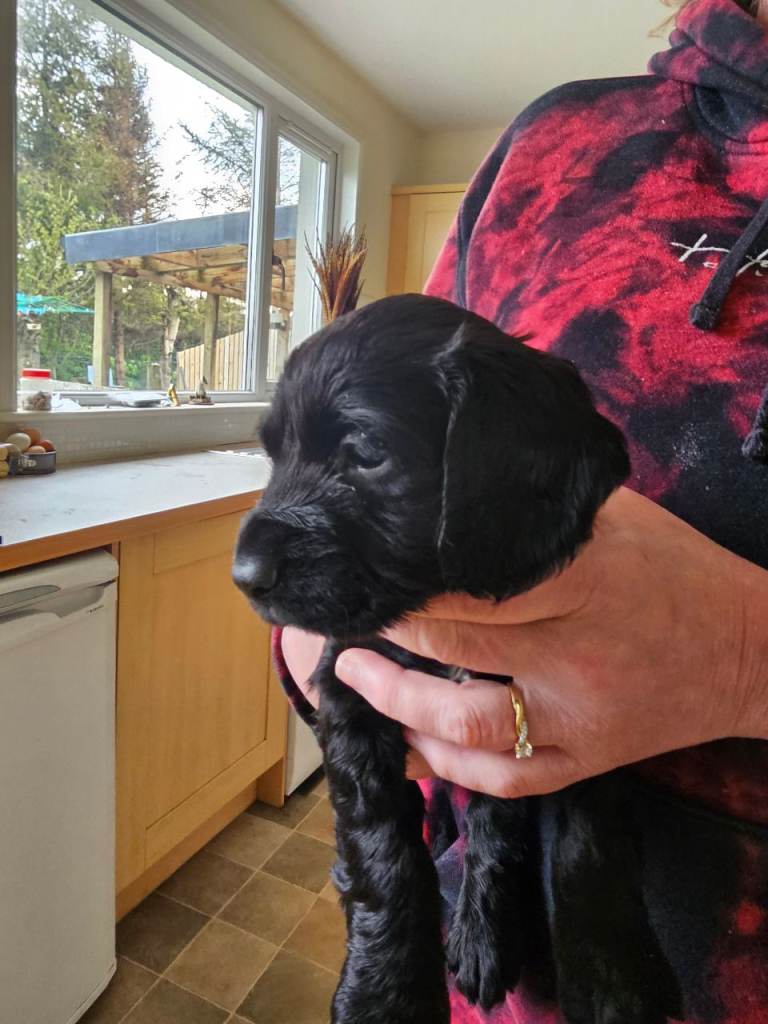 Black cocker spaniel 