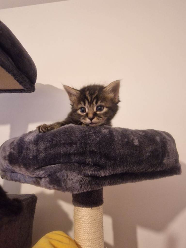 Kitten 