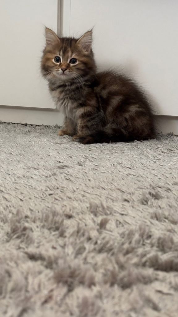 Kittens for sale