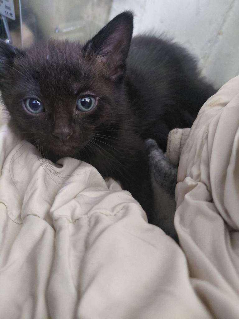 Kittens