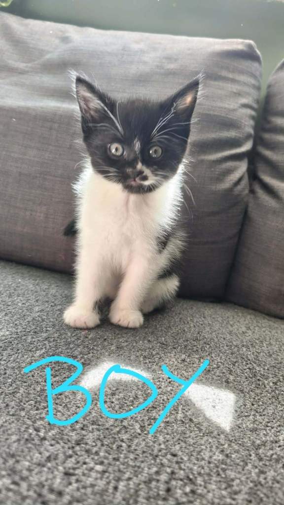 2 lovely kitten 