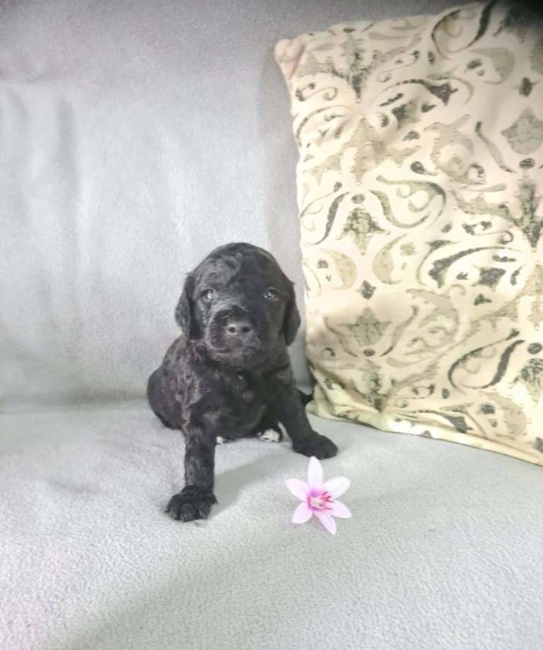 Cockerpoo puppies