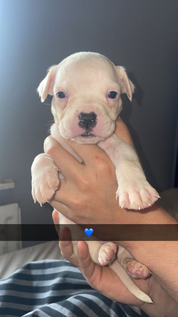 American bulldog puppies