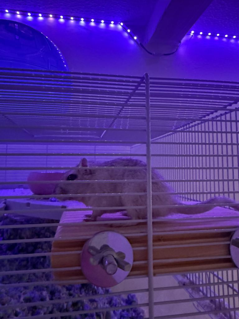 2 Female Gerbils for Sale 