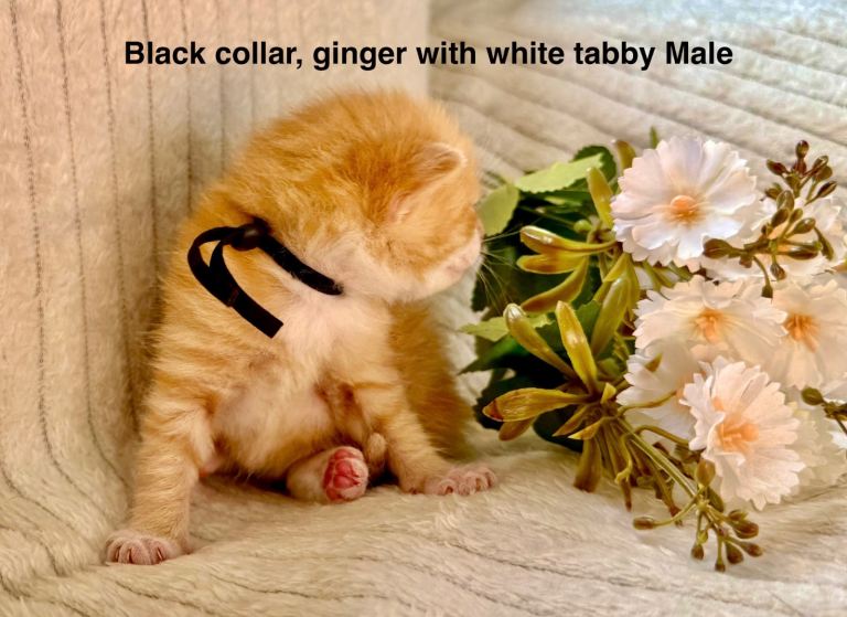 Pedigree Siberian kittens