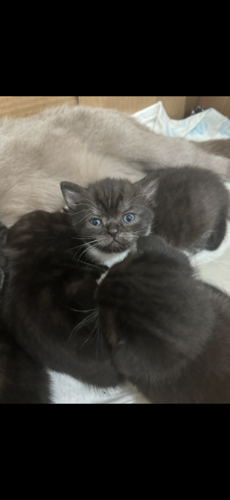 British shorthair female kitten 