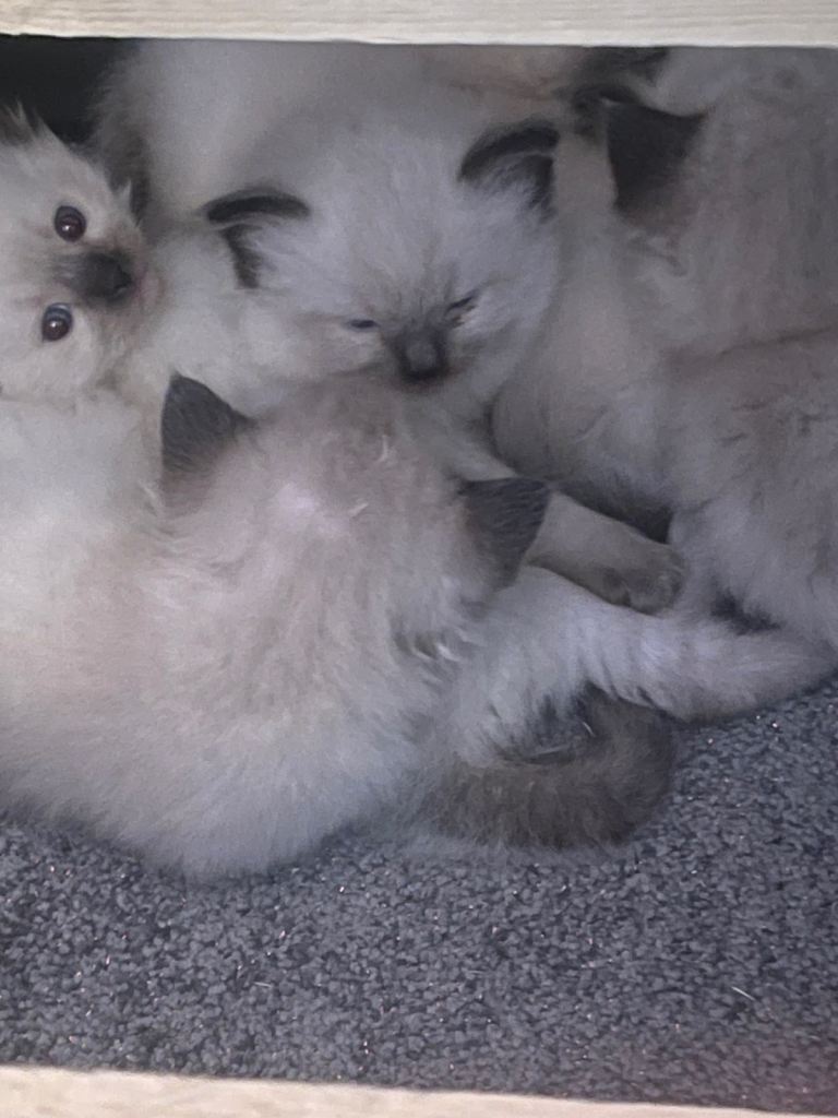 ❤️ pure Ragdoll kittens❤️