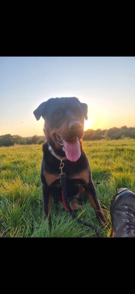 Rottweiller Female KC