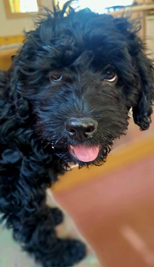 Beautiful black cockapoo puppy