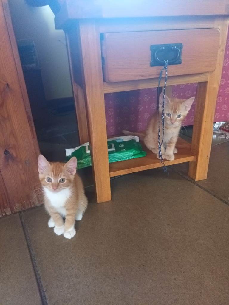 Persian X friendly handsome ginger boys 