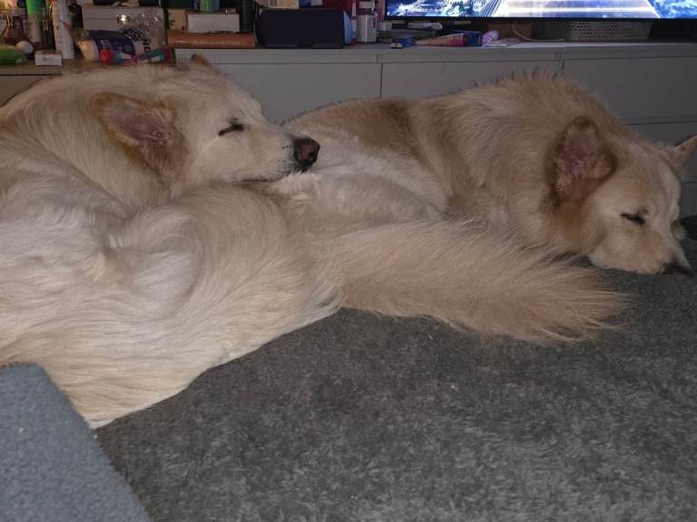 2 white german shepherd boys