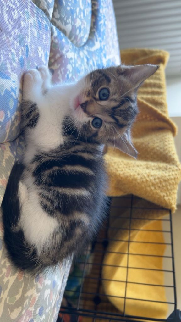 Kittens