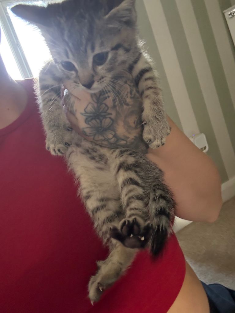 Half ragdoll kittens