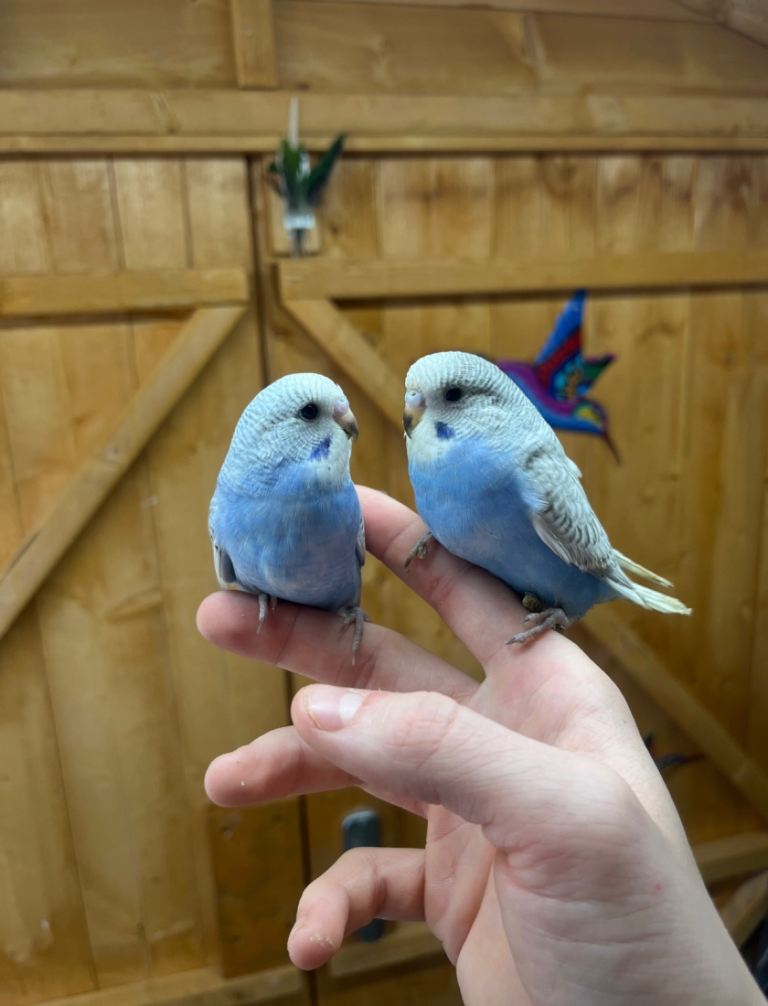 Lots of baby/adult budgies 