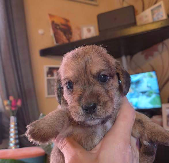 puppy mixed with Shih Tzu