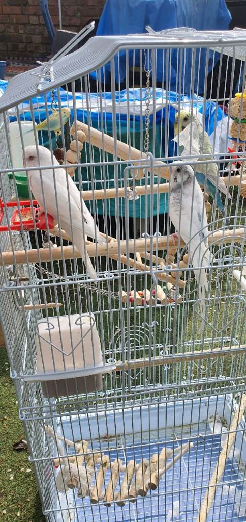 3 budgies with cage