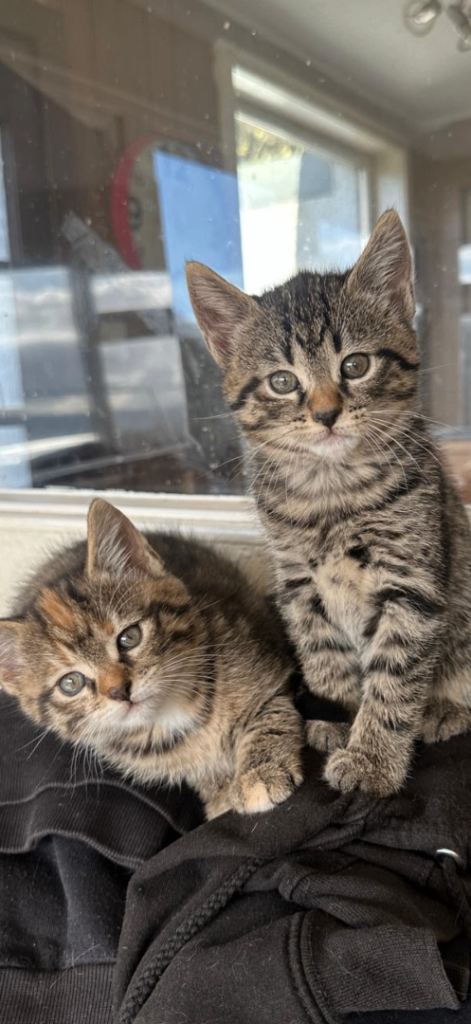 Kittens 