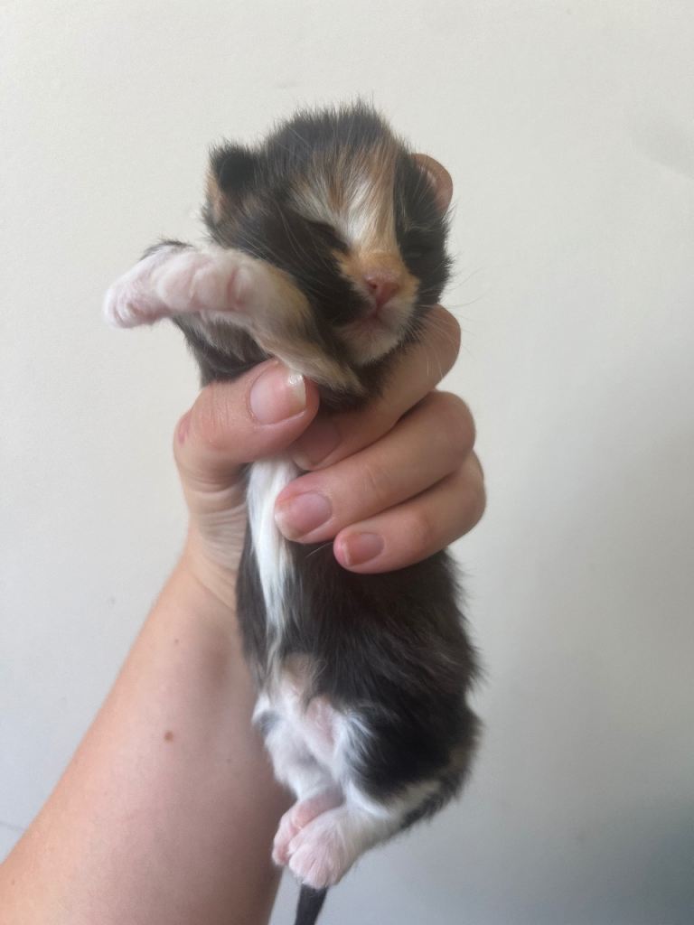 Kittens