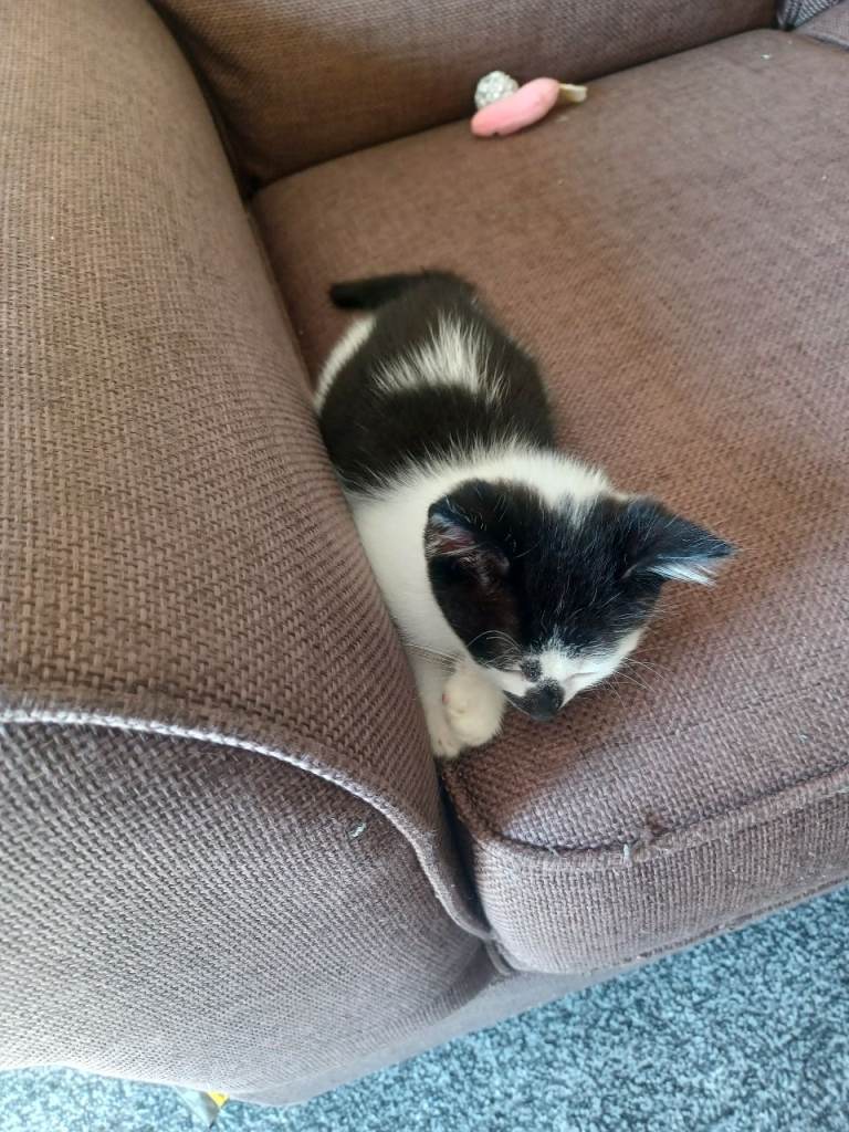 Kitten