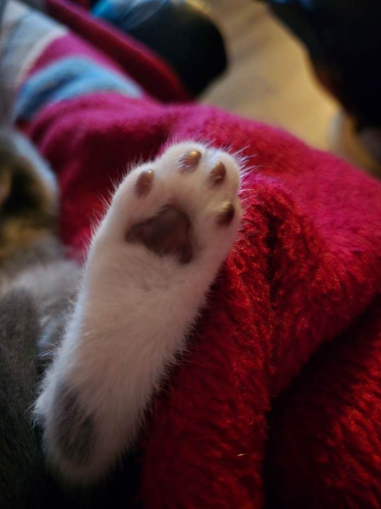 Beautiful grey female kitten