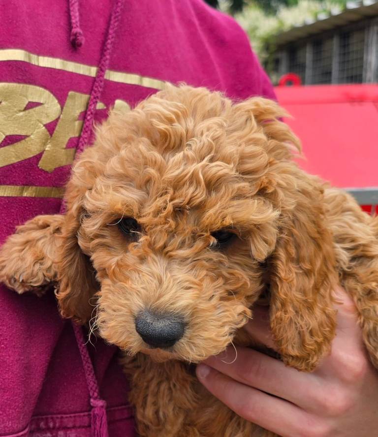 Cockapoo 