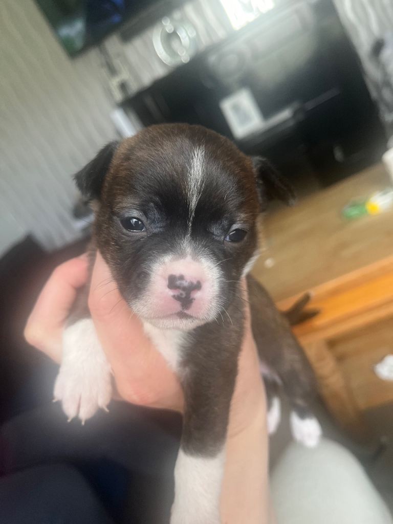 Puppy’s 