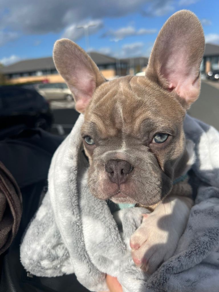 Handsome 11 Week Old French Bulldog Boy – Stunning Blue Eyes