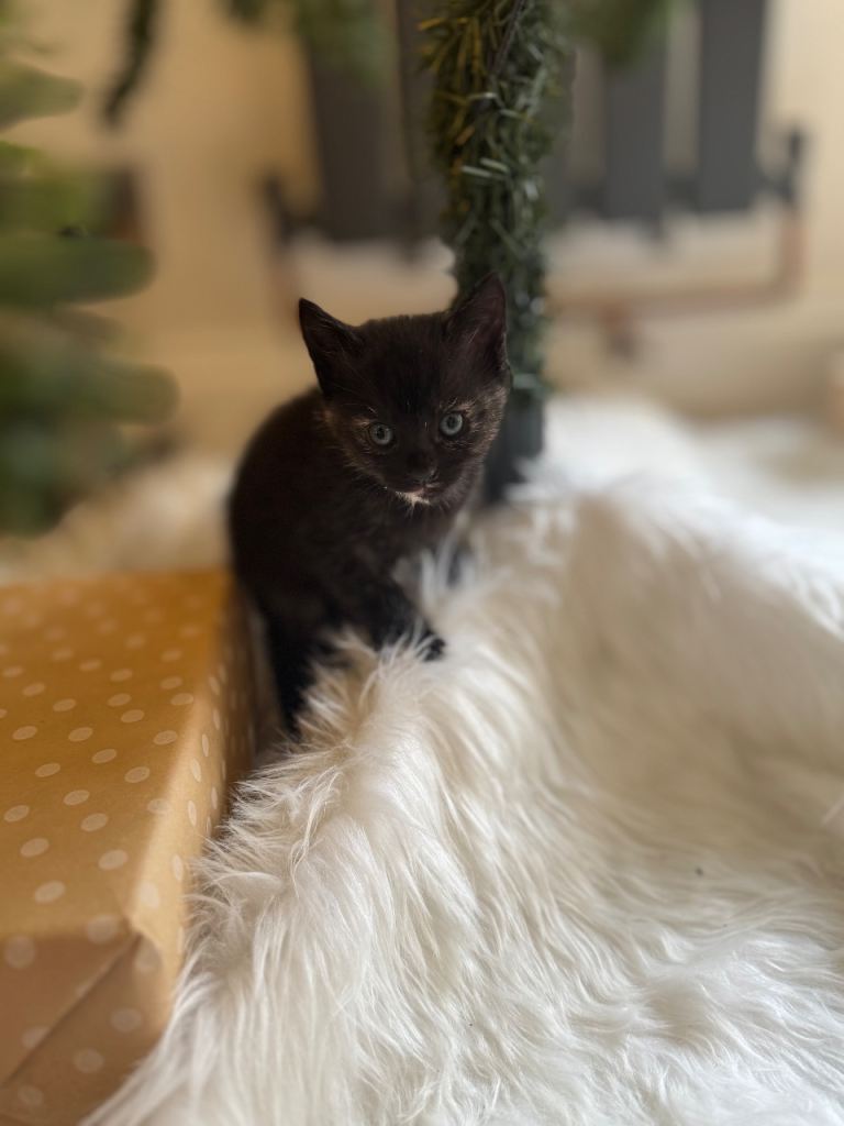 Beautiful Cross Bengal Kittens for sale