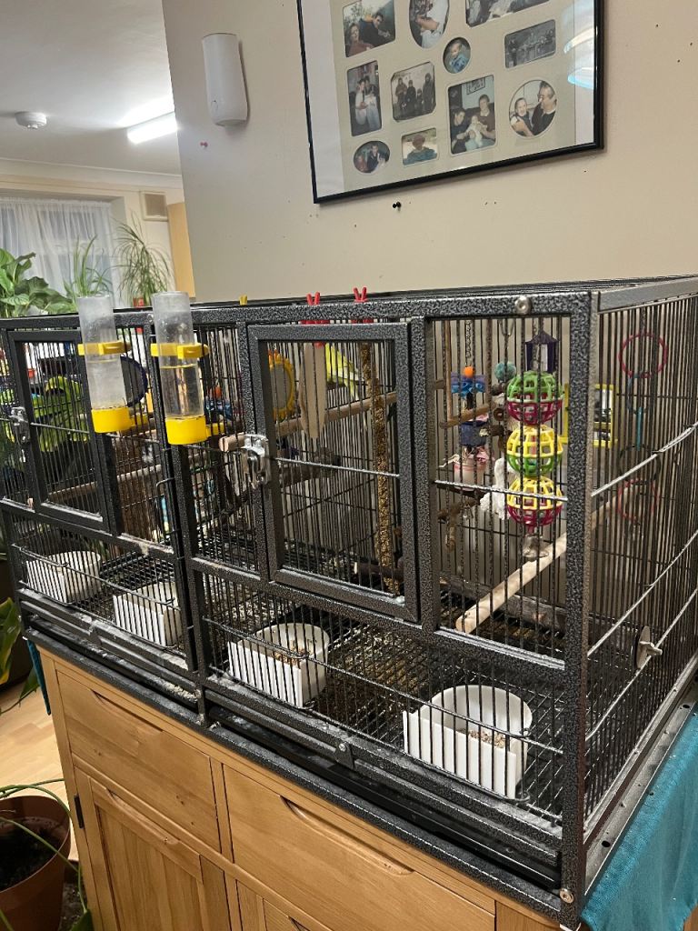 2 x budgies with double bird cage 