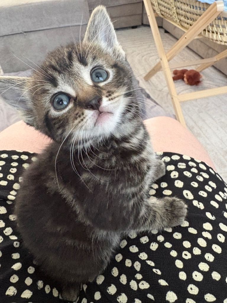 Kittens ready to go to there forever home 