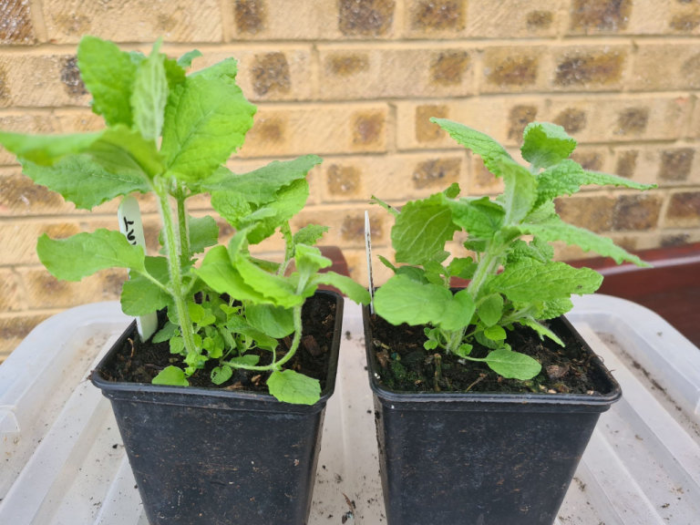 Herb, Apple mint. probably the best culinary mint