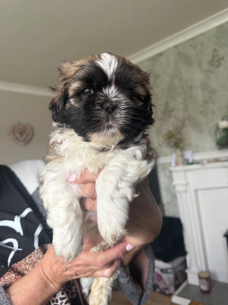 Shih Tzu 