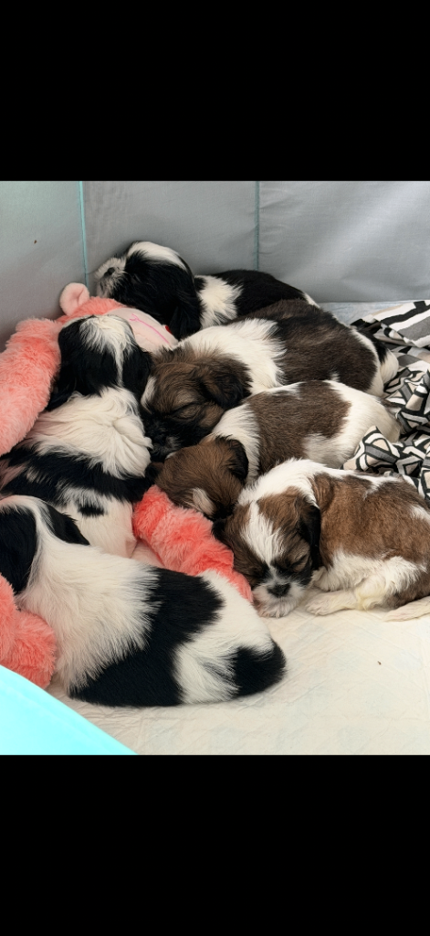 Shih Tzu puppies for sale -all have deposits taken on them 