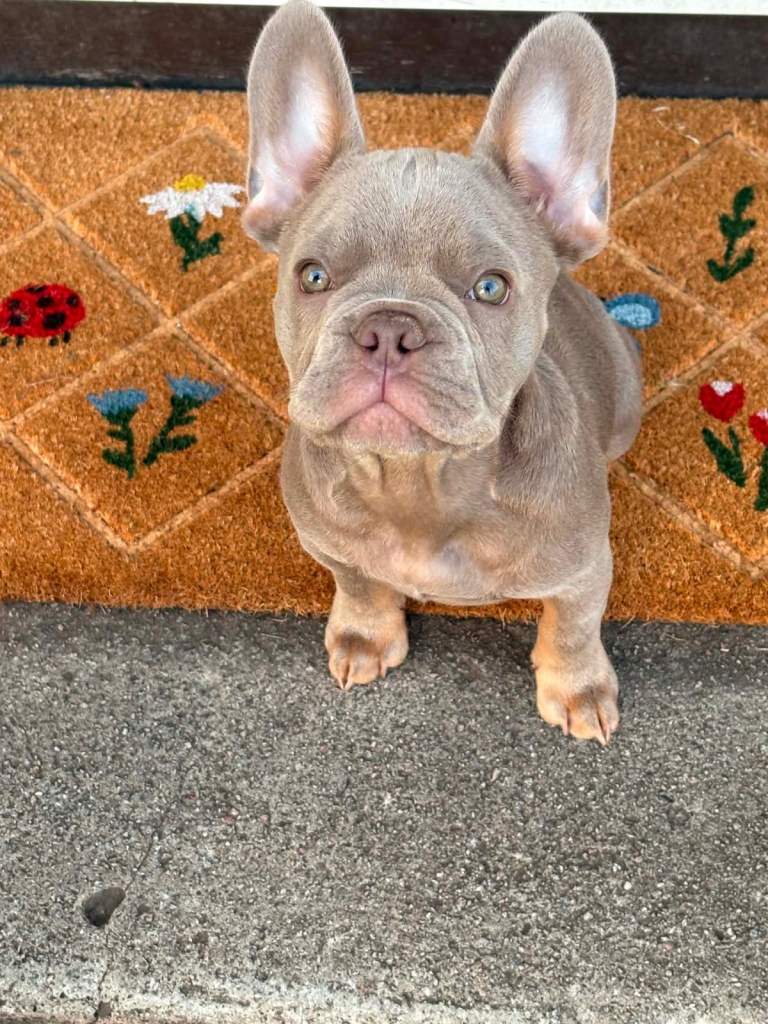 Stunning New Shade Isabella Male French Bulldog full kc reg(6 Months)