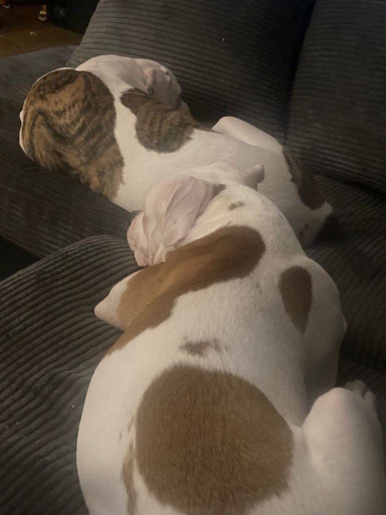  american bulldog 20wks old