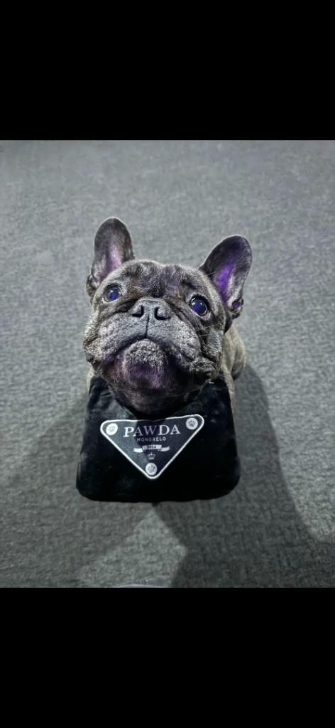 French Bulldog