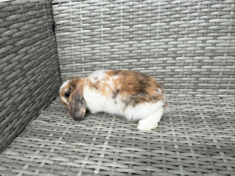 Mini lop little female left 