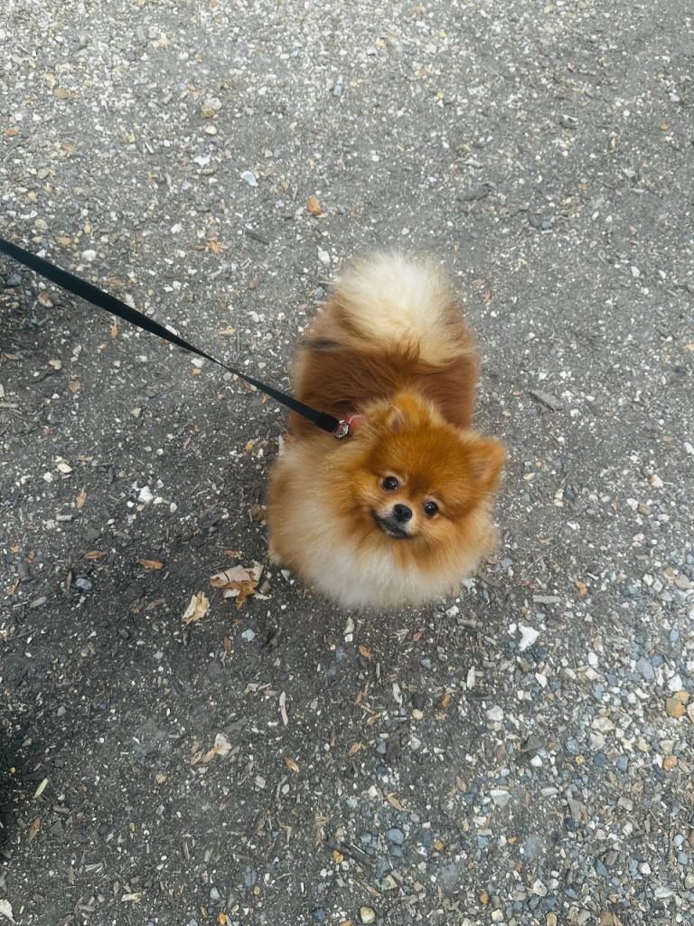 XSmall pedigree Pomeranian