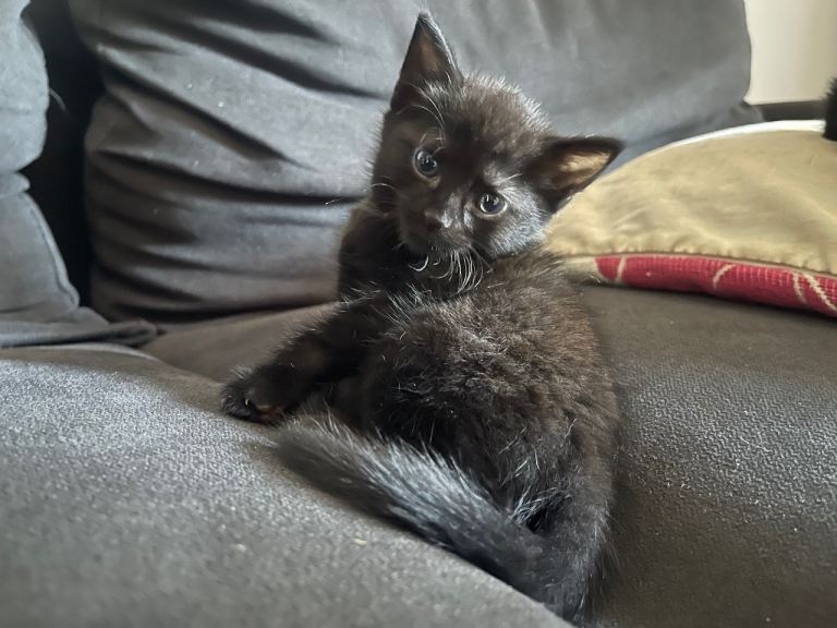 Black kittens 2 girls