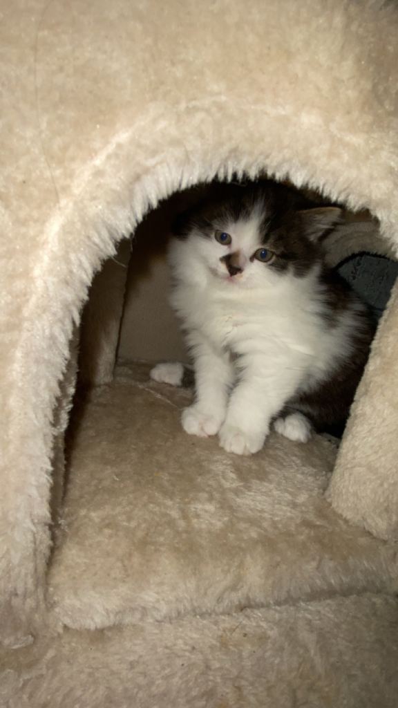 Persian kitten 