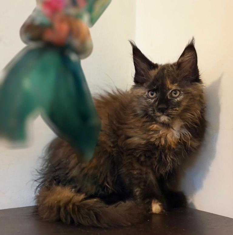 Beautiful purebred maine coon kittens