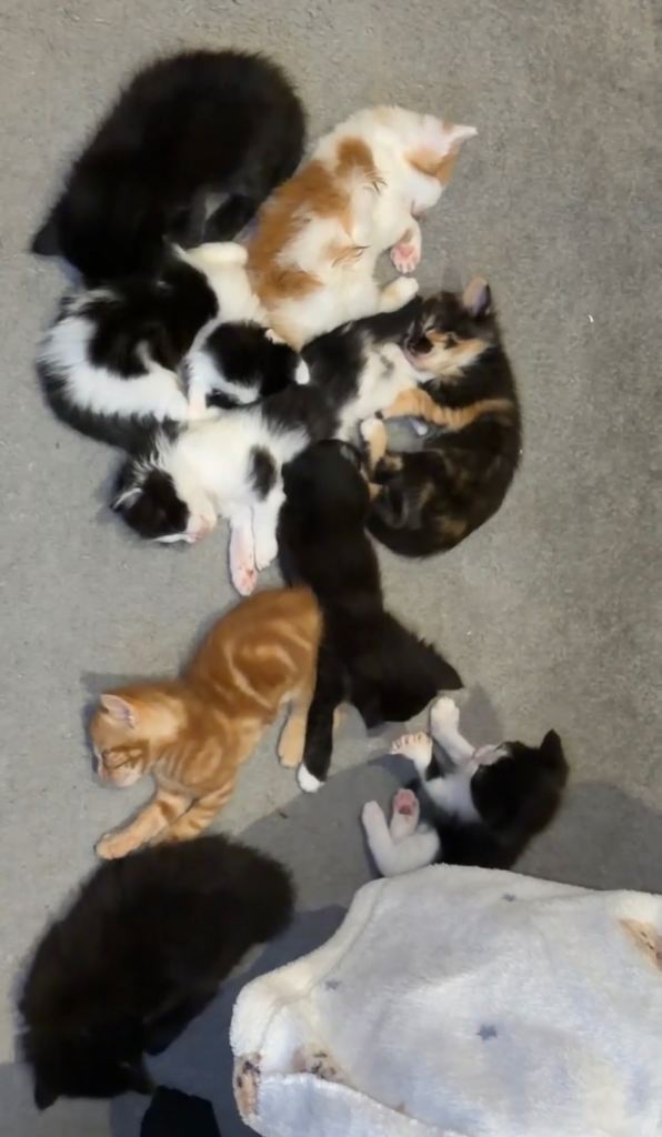 beautiful kittens for sale💗