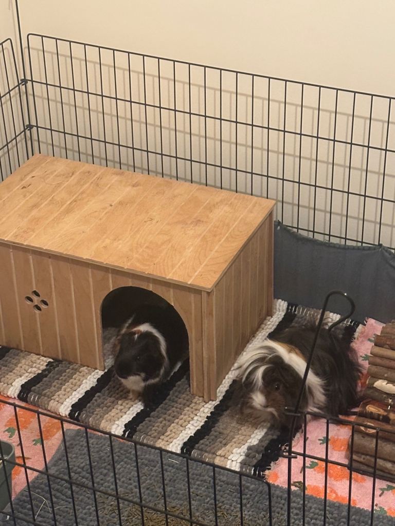 2 male guinea pigs seeking forever home 