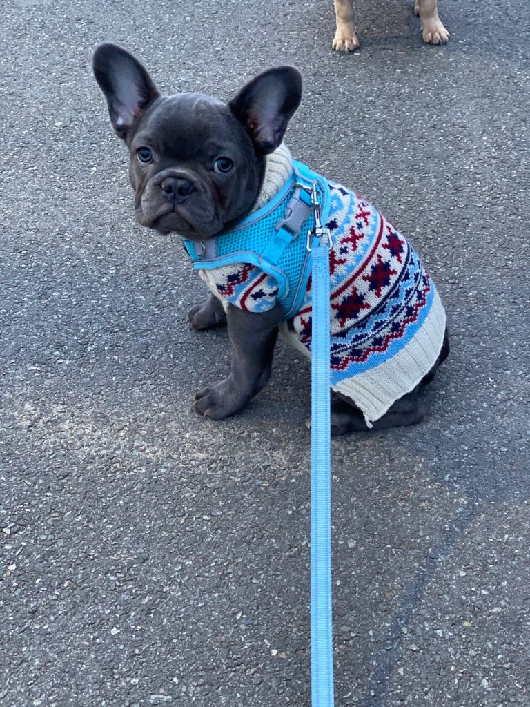 Stunning French bulldog puppies looking for their new forever home. 1 boy and 1 girl left