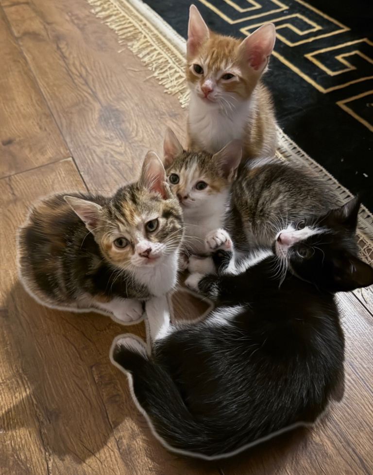 Only 2 girls left ❤️beautiful little kittens ready to go.. 
